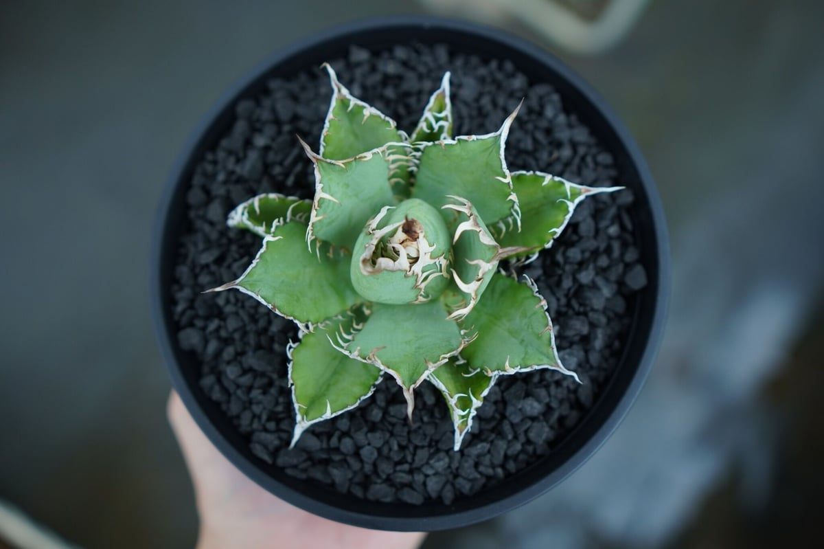 アガベ チタノタ フィリグリー 4株 現品お届け】アガベ 4号 チタノタ