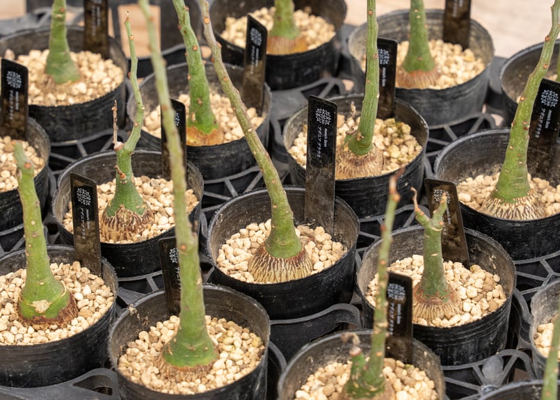 アデニア グラウカ | mana's farm:塊根植物・アガベ・ドライガーデン