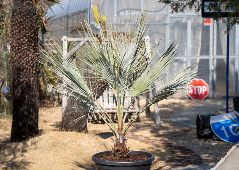 ブラヘア アルマータ | mana's farm:塊根植物・アガベ・ドライガーデン