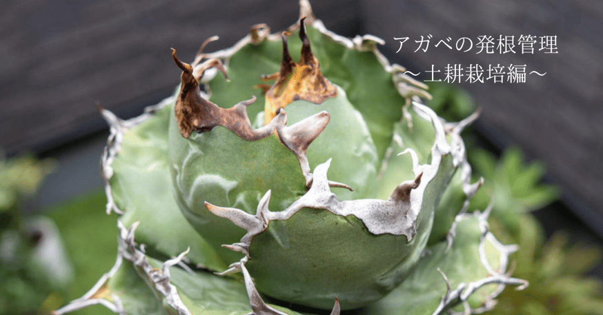 アガベの発根管理～土耕栽培編～ | mana's farm:塊根植物・アガベ