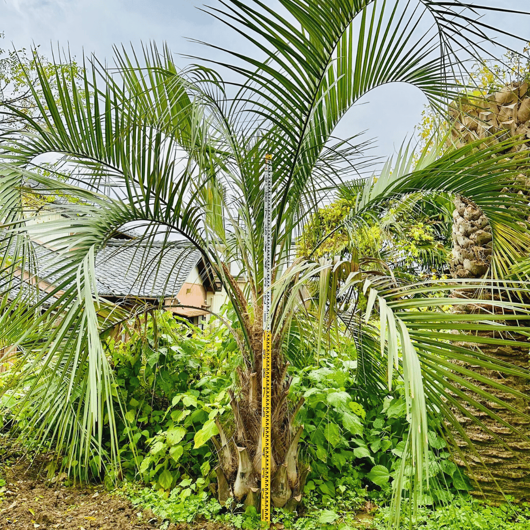 ココスヤシシルバーリーフ【極太】葉先270cm幹回り90cm 幹高40cm