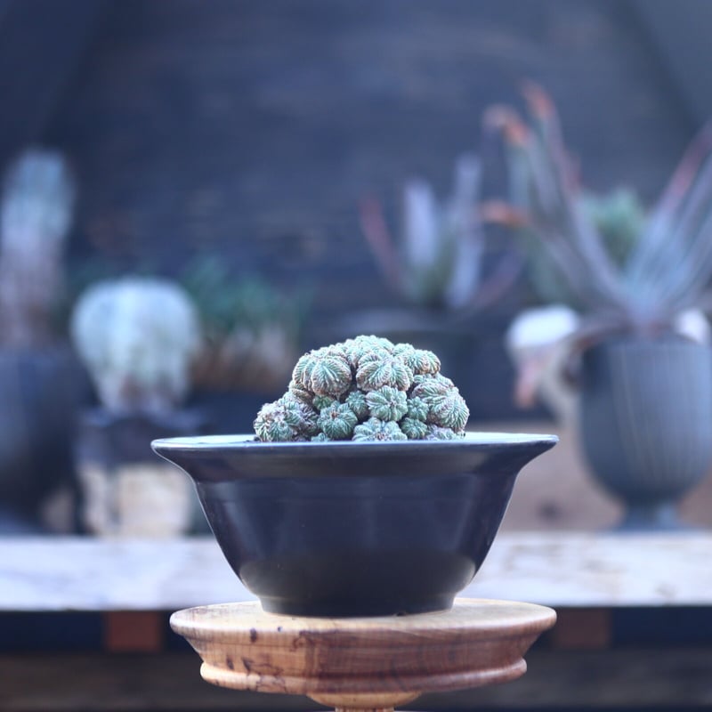 アズテキウム リッテリ 花籠 自根 Aztekium ritteri no.2281