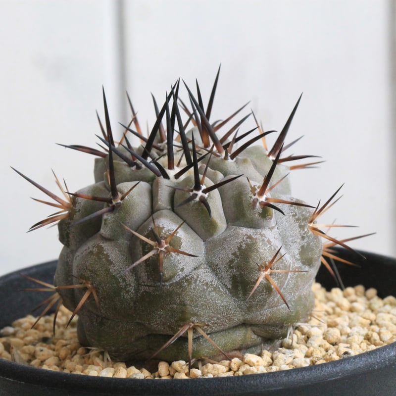 コピアポア シネレア 黒王丸 実生⑭ | hanayoshi-botanical