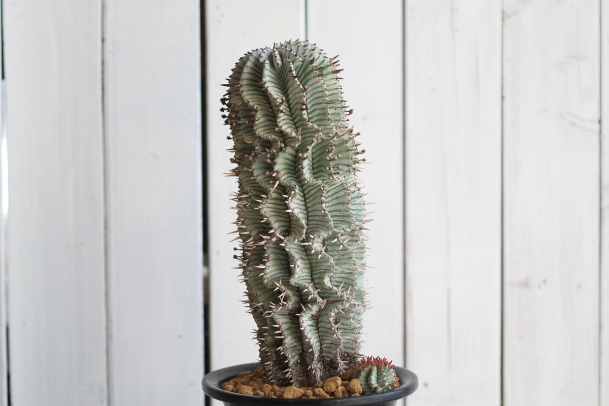 K*u様 ユーフォルビアホリダ 関上No.2ゼブラホリダ×宇田ゼブラホリダ