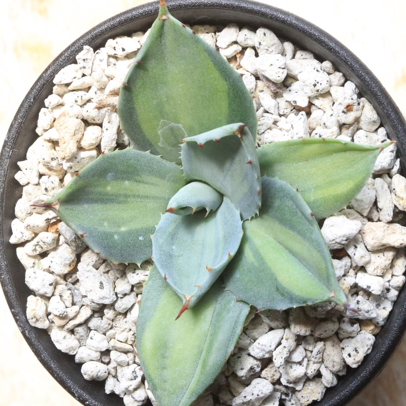 アガベ 吉祥天錦 | hanayoshi-botanical