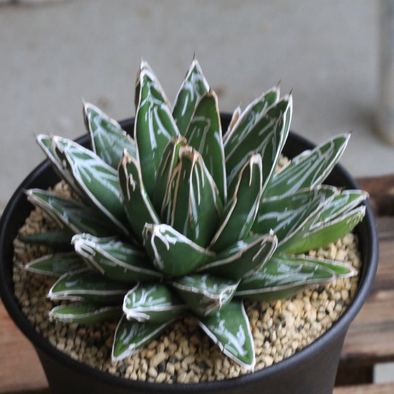 アガベ 笹の雪 NO-03① | hanayoshi-botanical