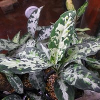 Aglaonema pictum tricolor '柳緑花紅' | Green Note