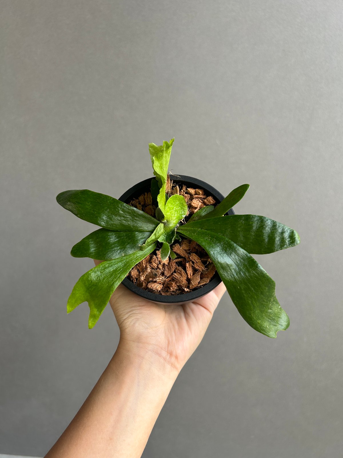 ビカクシダ ゴースト ハンズ 子株 (P. ウィリンキーx P.コロナリウム