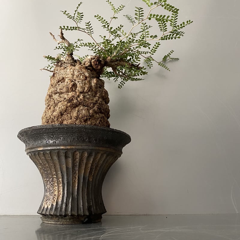 発根済 オペルクリカリア パキプス P-50 ×【作家 小野瀬 一 】