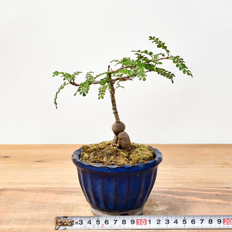 WACK” ON YOUR SIDE】オペルクリカリア パキプス WACK-B076 |