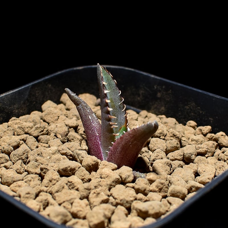 アガベ チタノタ 