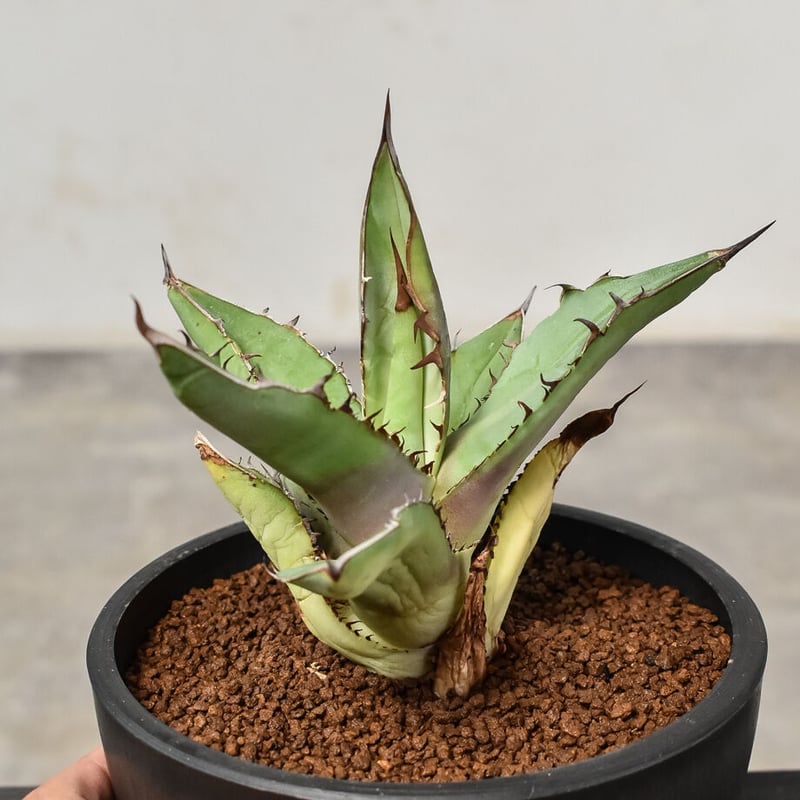 アガベ チタノタ 