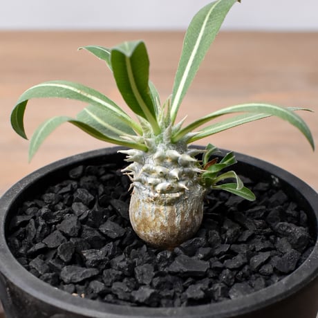 CATEGORY グラキリス | RAFLUM / ラフラム｜東京、大阪の塊根植物