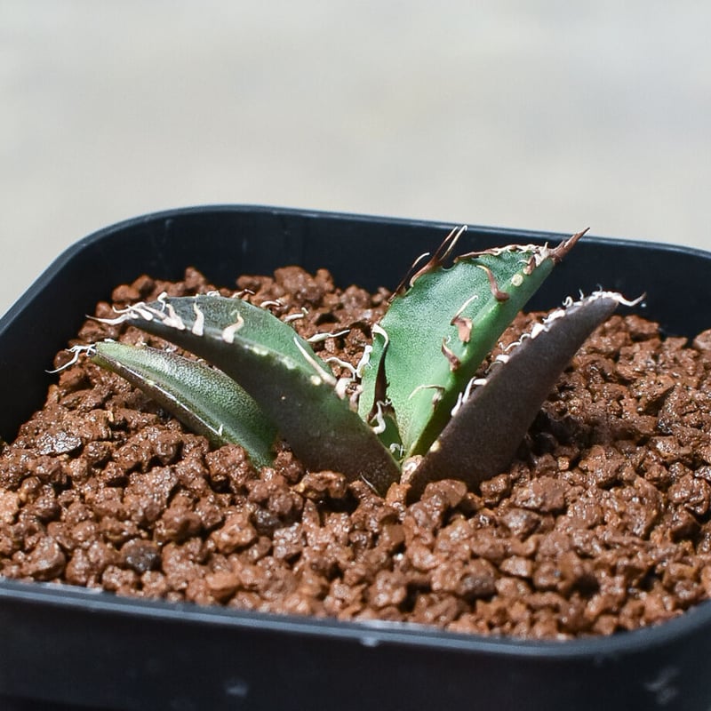 アガベ チタノタ 