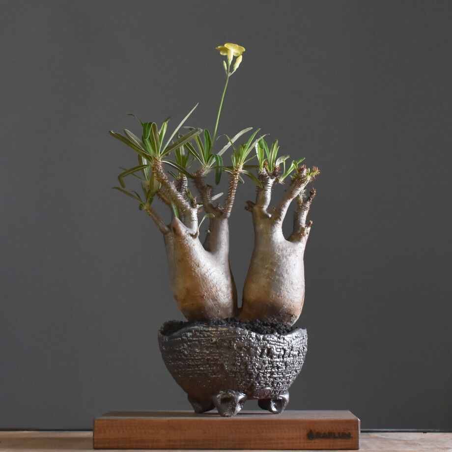 パキポディウム グラキリス 二頭【イチ押し！パキポディウム系の人気者