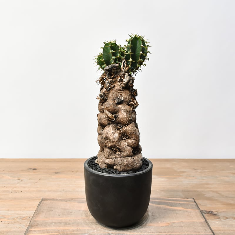 ユーフォルビア ムランジーナ RFHK25011500 | RAFLUM / ラフラム｜東京