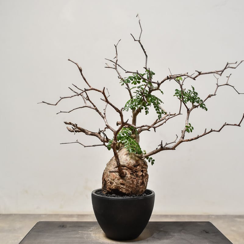 オペルクリカリア パキプス （発根済み）RF231574 | RAFLUM / ラフラム