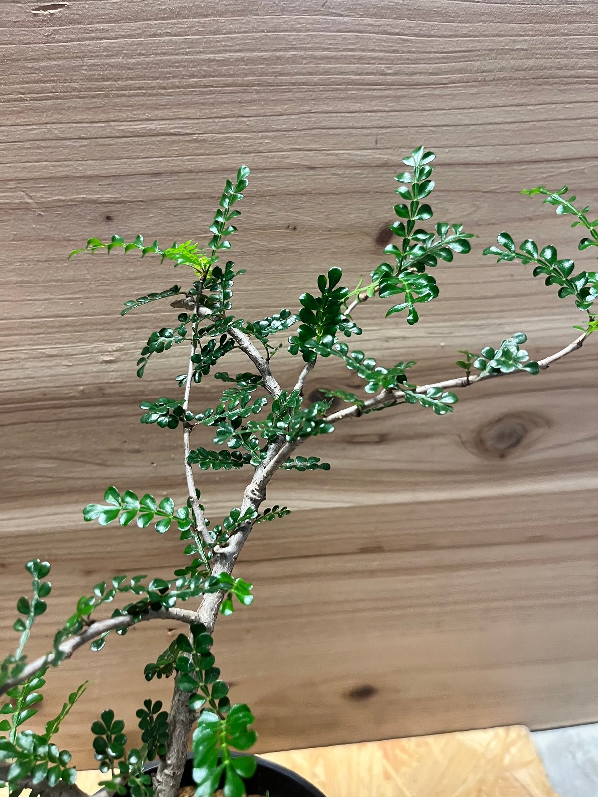 オペルクリカリア デカリー | GREEN LUCK