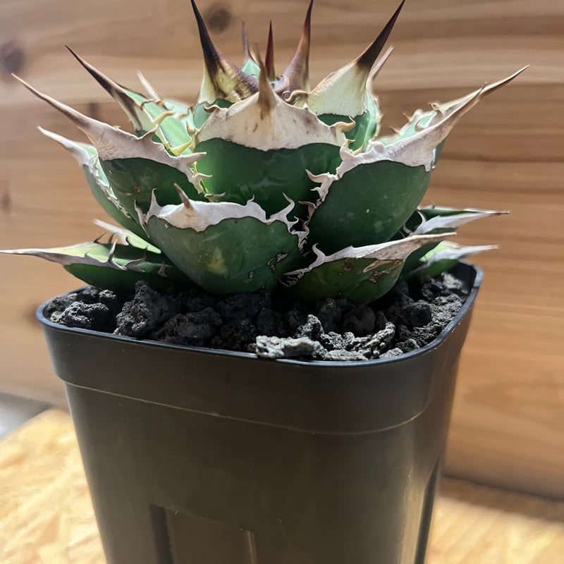 アガベ チタノタ オテロイ オアハカ | GREEN LUCK