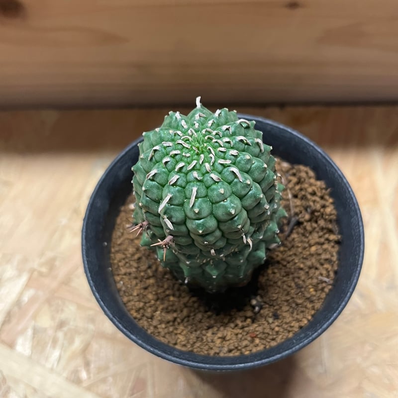 ユーフォルビア ステリスピナ 群星冠 | GREEN LUCK