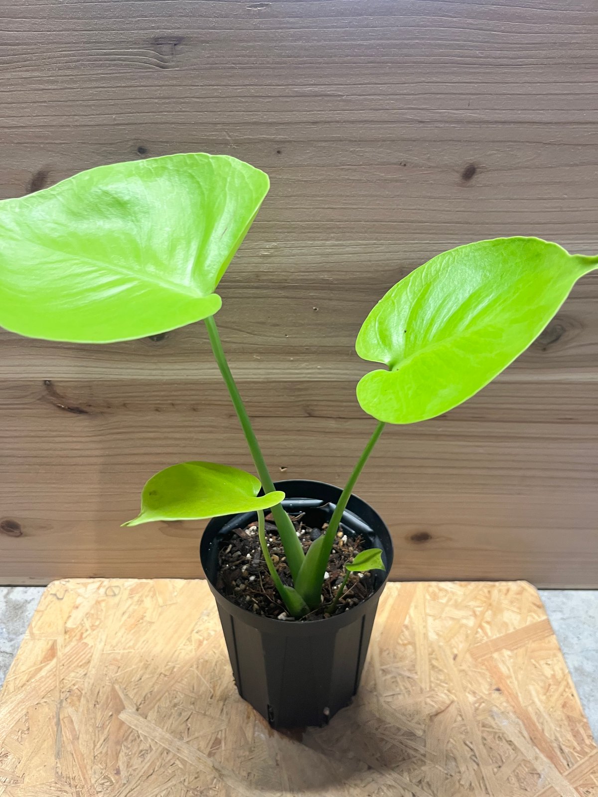 モンステラ デリシオーサ ゴールドリーフ | GREEN LUCK