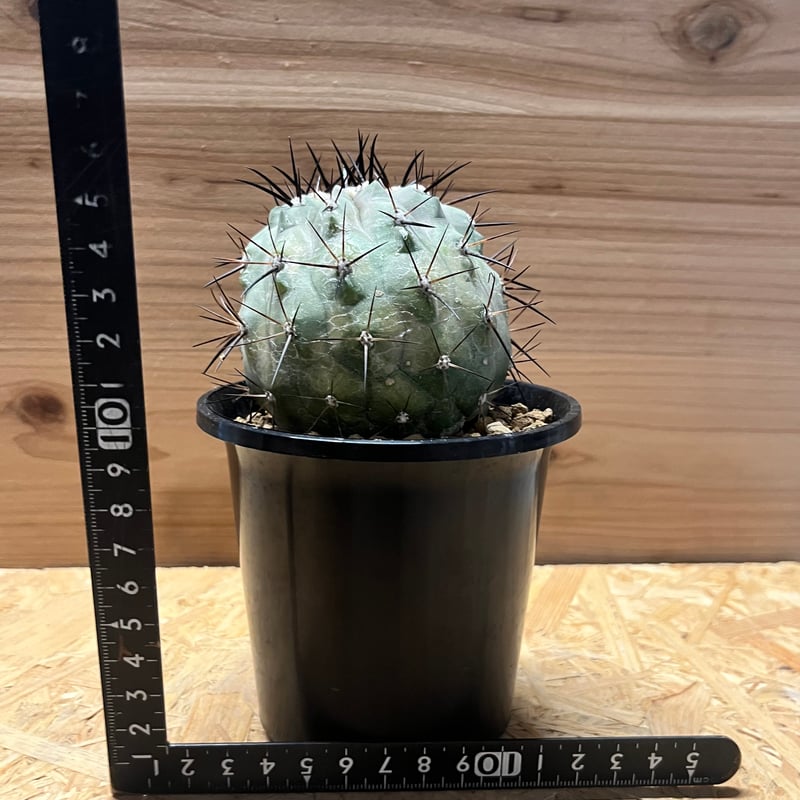 コピアポア シネレア 黒王丸 接おろし | GREEN LUCK