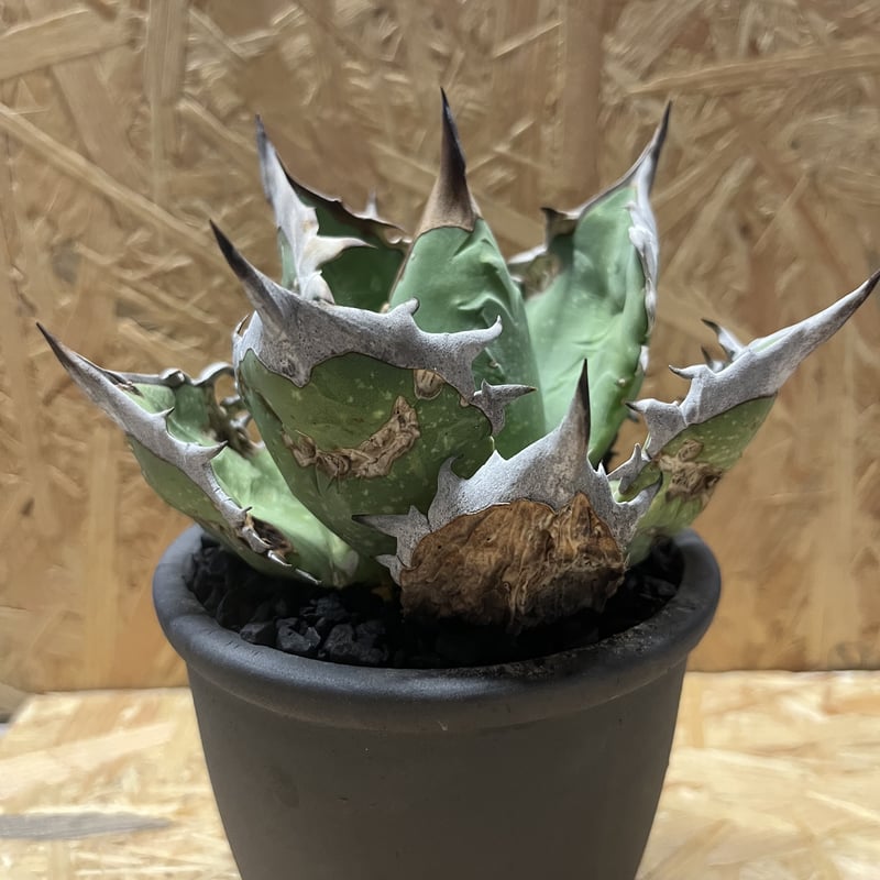 アガベ チタノタ オアハカ×伝市鉢 | GREEN LUCK