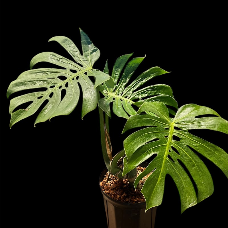 モンステラ デリシオーサ マクロコズム | GREEN LUCK