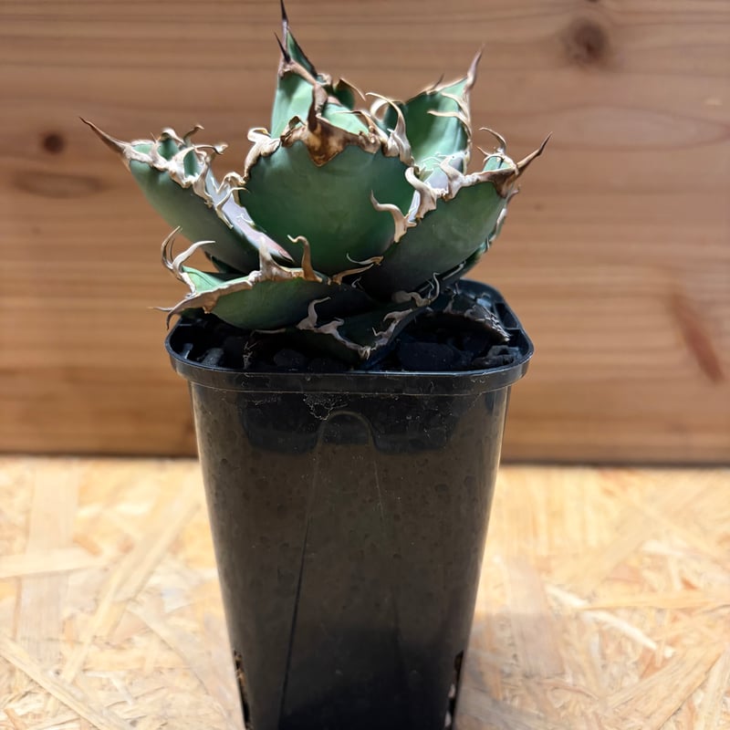 アガベ チタノタ シーザー 大株 アガベ チタノタ シーザー / 凱撒