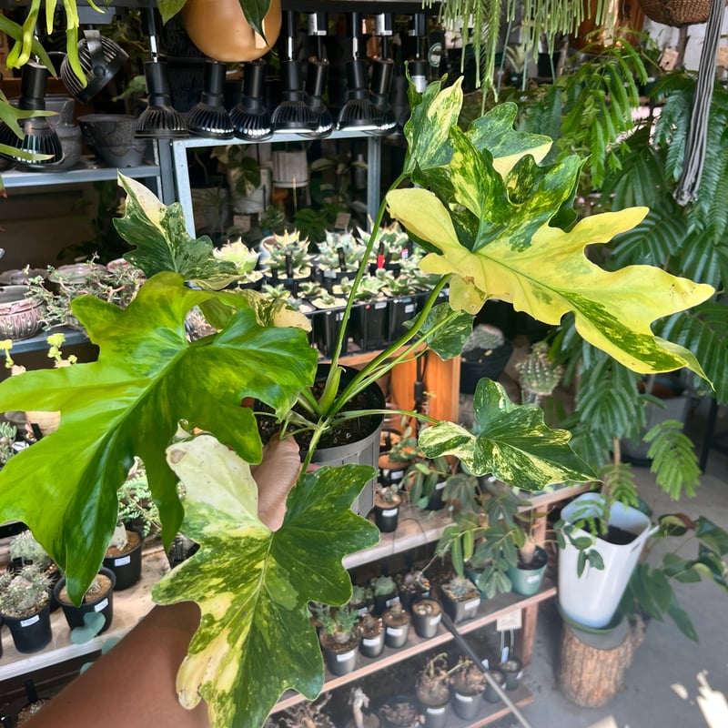 フィロデンドロン セローム 斑入り | GREEN LUCK