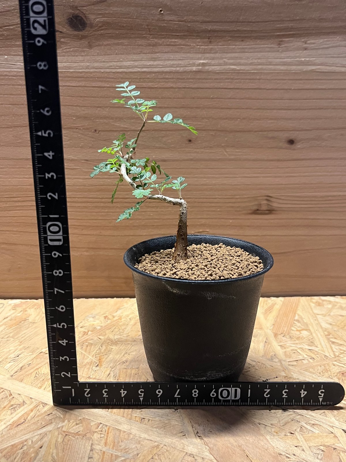 パキコルムス ディスカラー 象の木 | GREEN LUCK