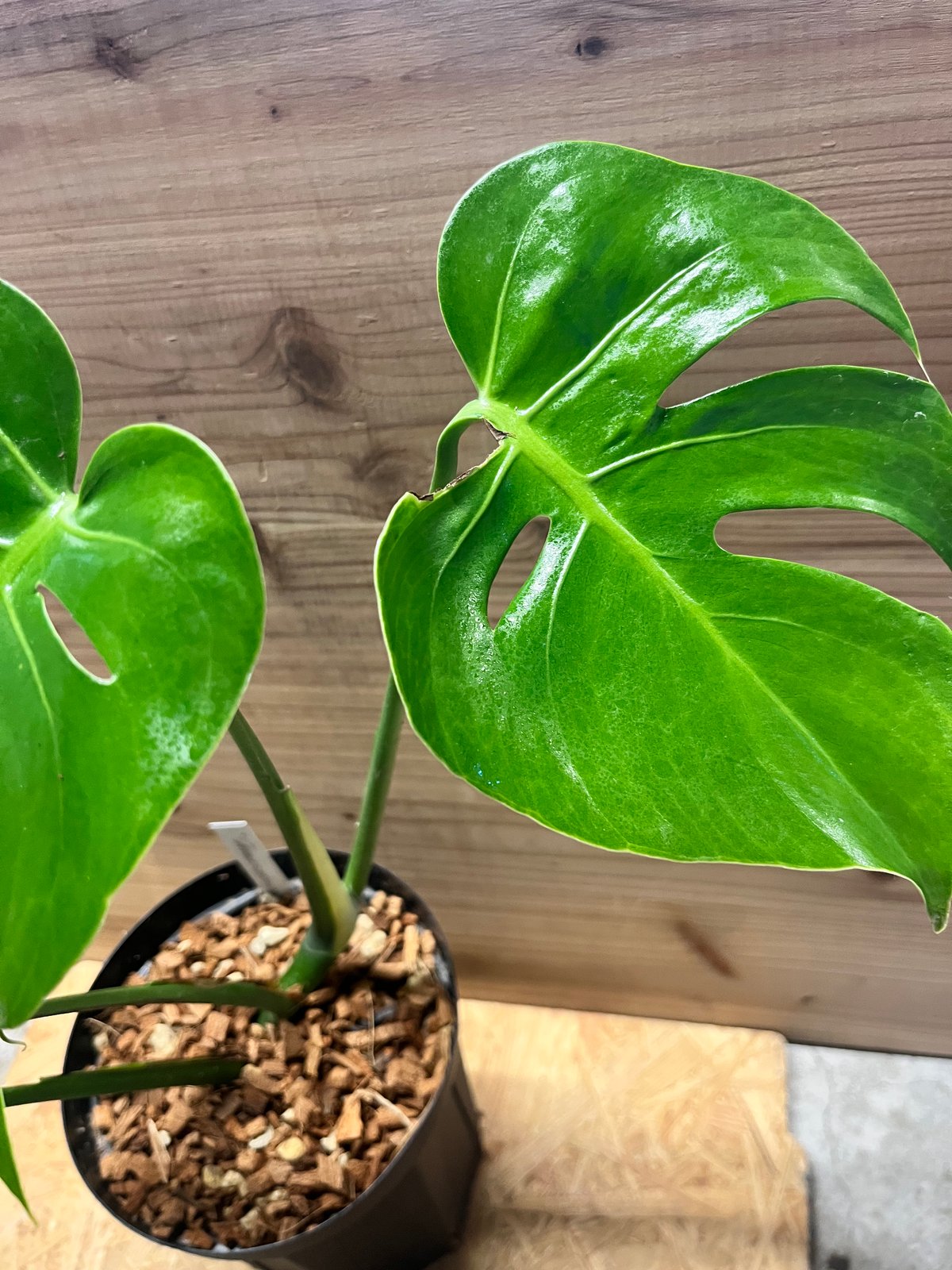 モンステラ デリシオーサ 'マクロコズム' | GREEN LUCK