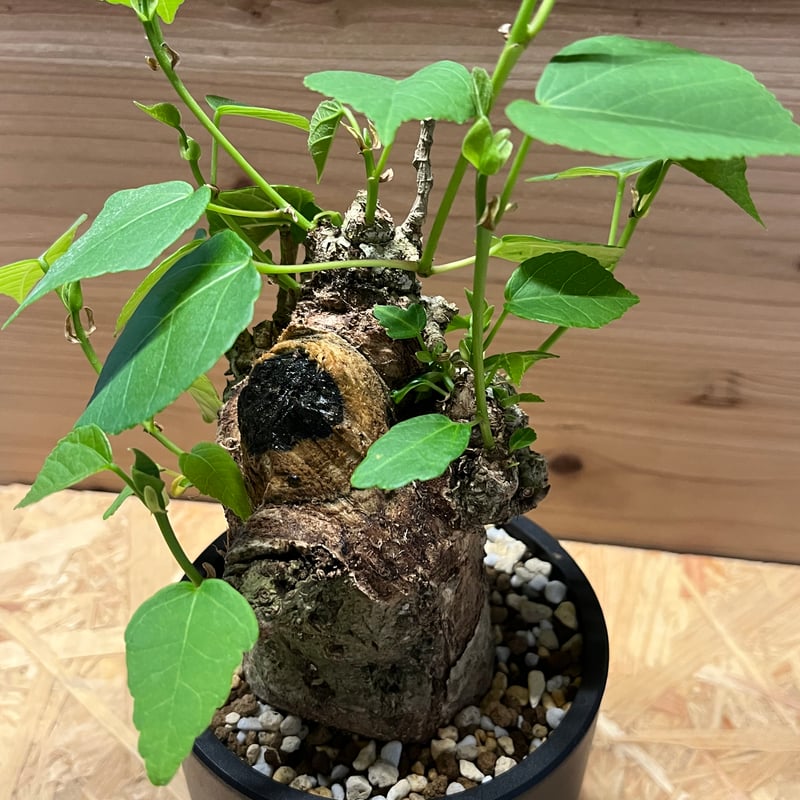 オオハマボウ （ユウナ） | GREEN LUCK