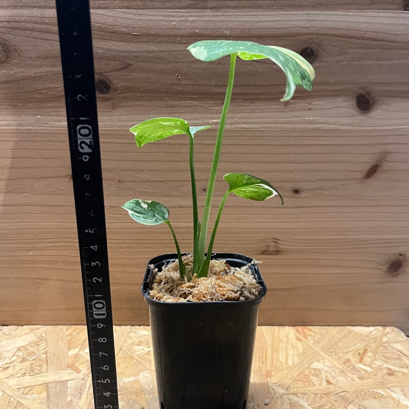 斑入りモンステラ デリシオーサ クリームブリュレ | GREEN LUCK