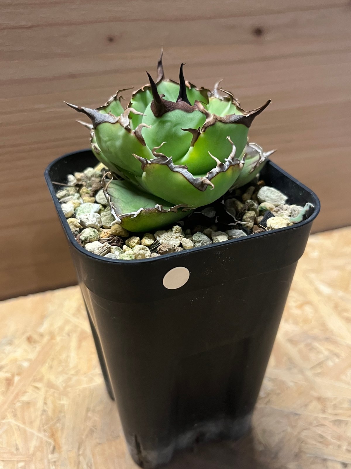 アガベ チタノタ ペルシアンドワーフ | GREEN LUCK