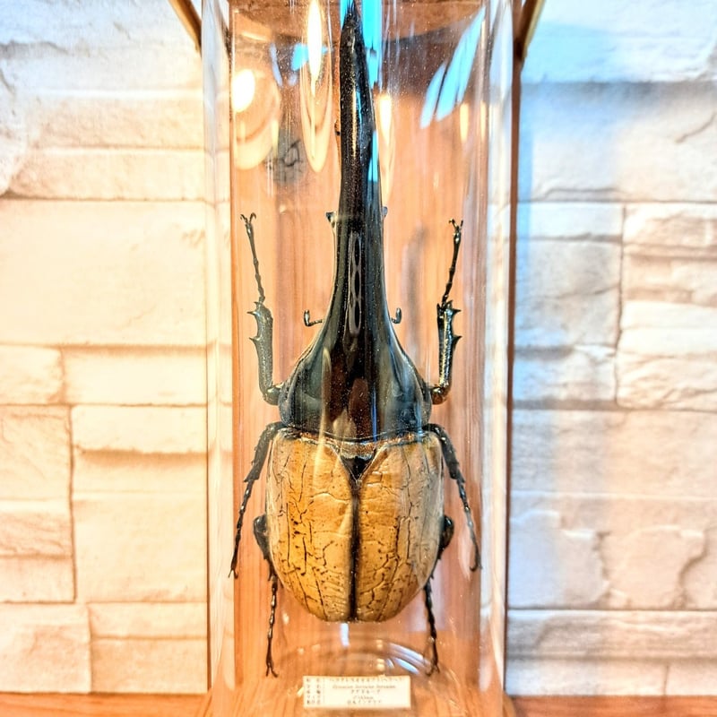 1点もの【昆虫標本】特大サイズ ヘラクレスオオカブト163mm 学術型