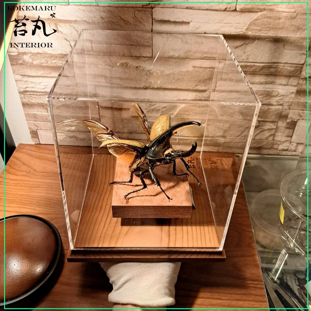 カブトムシ 標本 透明ケース入り ヘラクレスオオカブト 【公式通販】