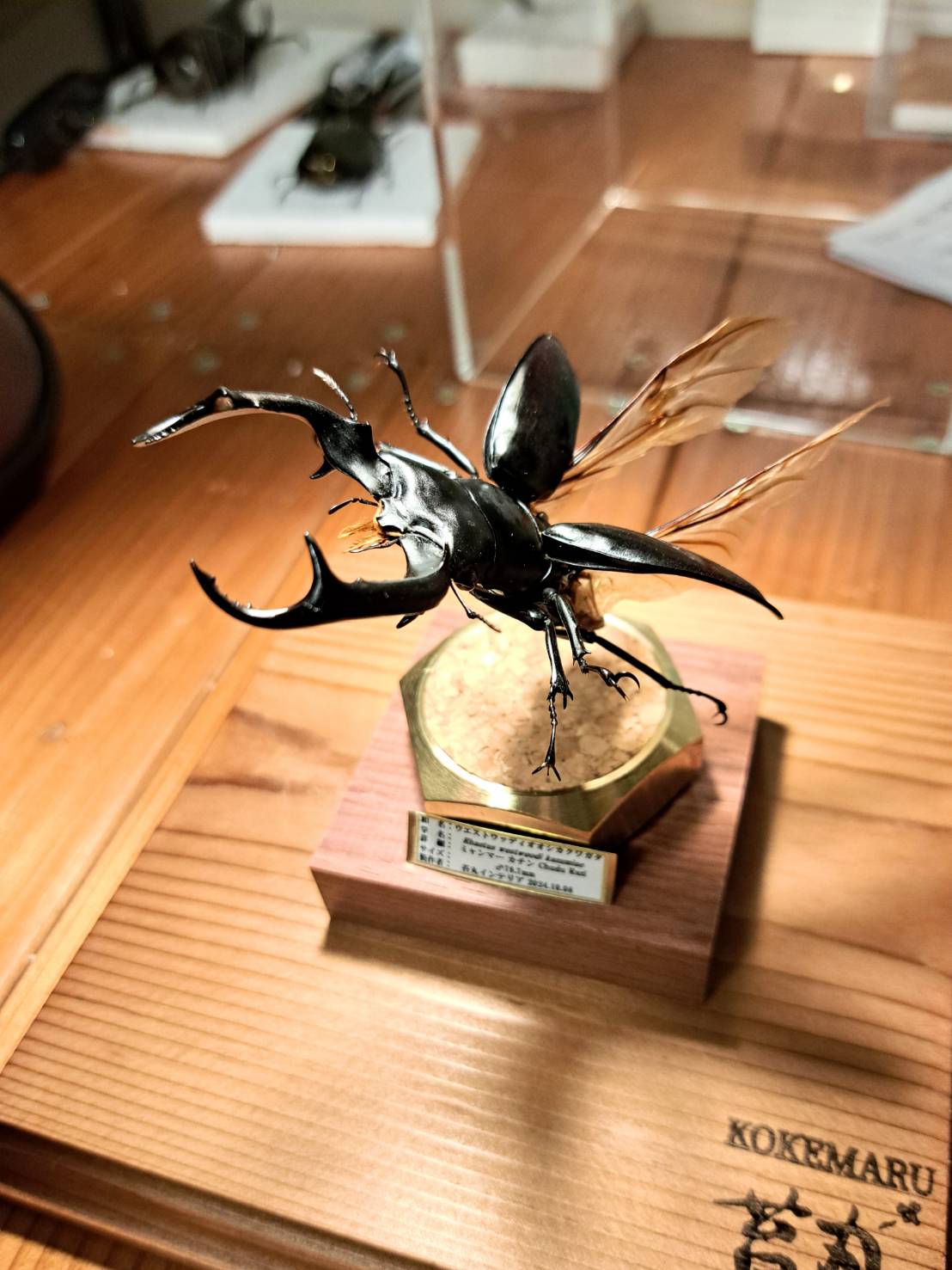 ラグジュアリー 昆虫標本】ウエストウッディオオシカクワガタ♂79.8mm