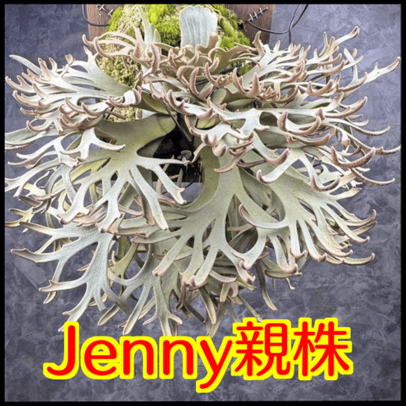ビカクシダ】ジェニー(P. willinckii 