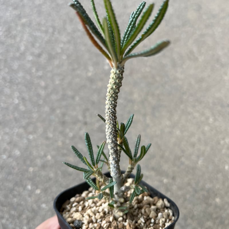 ドルステニア ギガス ブラータ | STELLA.PLANTS