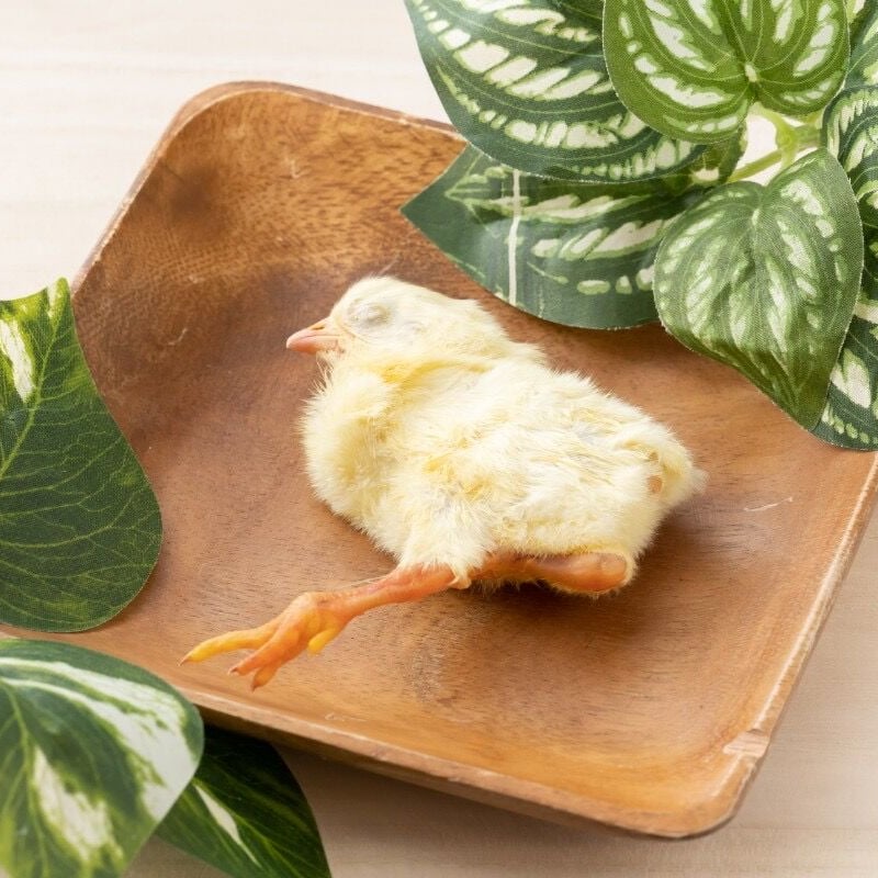 冷凍ひよこ 未処理10羽 | fukunyan'scafe mofumofu STORE