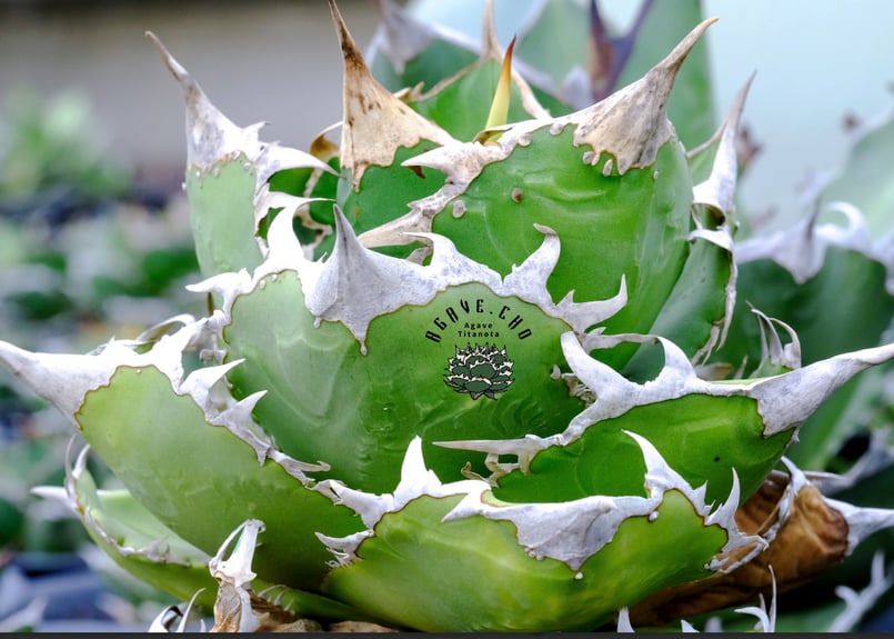 アガベ・チタノタ CG01 追星（芽/大）-015｜agave CG01/Cok | Plus