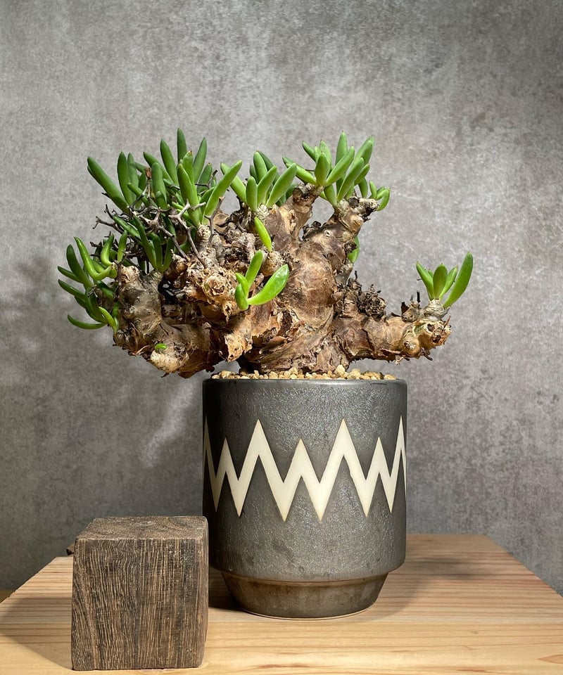 チレコドン レティキュラータス Tylecodon reticulatus 万物想 発根済