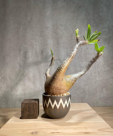 CATEGORY VALIEM鉢植込み | RISE-CAUDEX ONLINE STORE