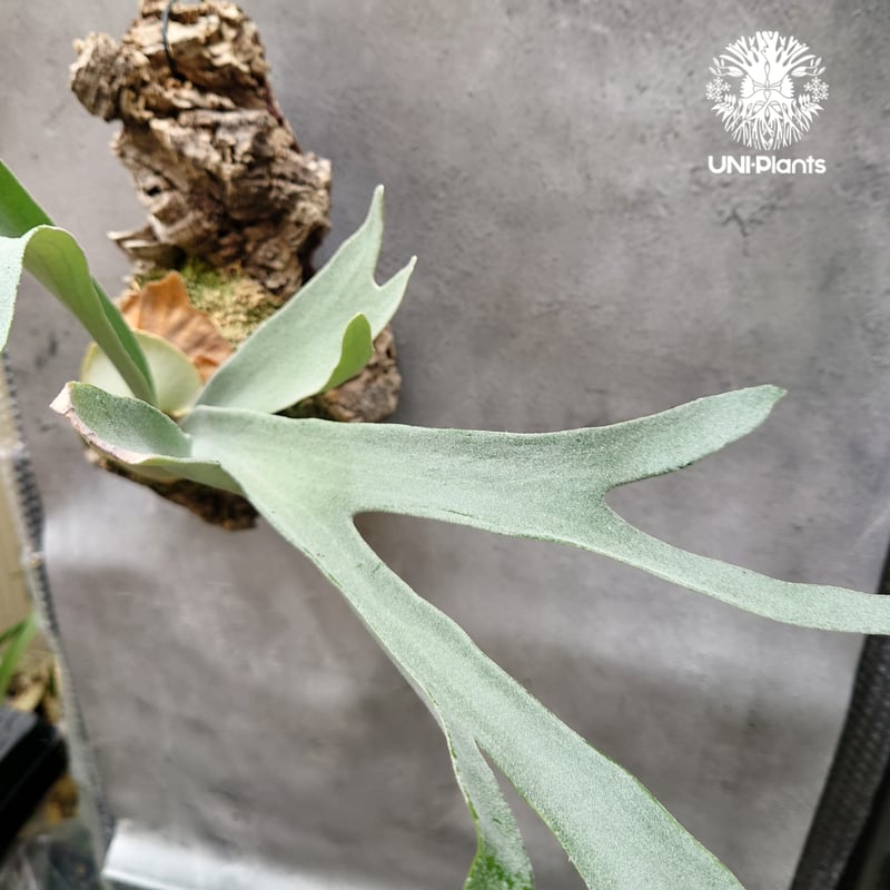 ビカクシダ ベイチー シルバーフロンド Patycerium veitchii cv. Sil