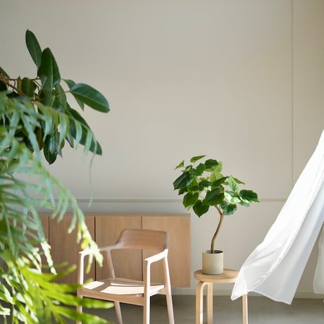 フィカスウンベラータ | STORES