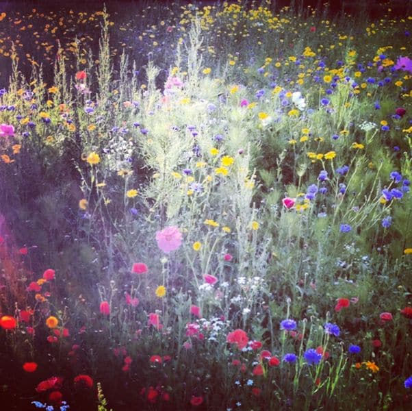 Nick Knight: Flora | Dazed