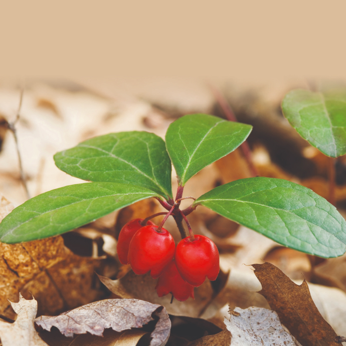 ヤングパナウェイ 5ml | ヤングリビング精油 | Young Living Essential