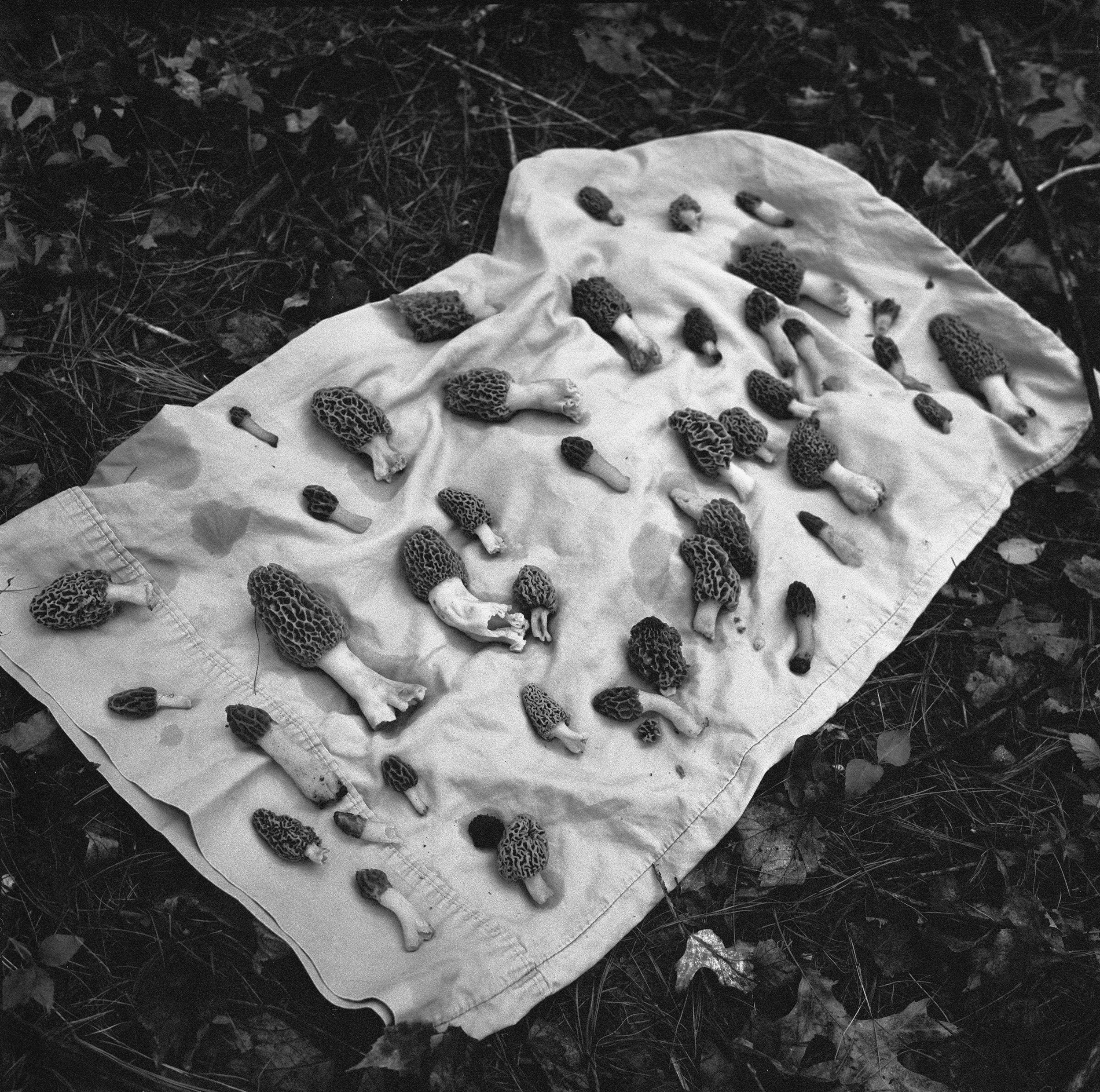 The Seraphim — Charcoal Press