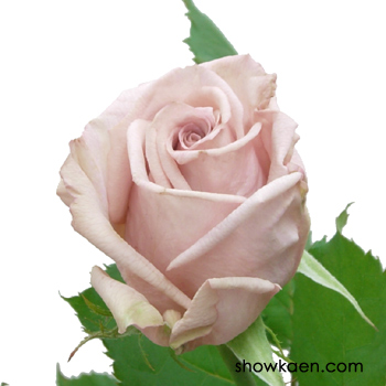 バラ （ロイヤルミルクティー） | FLOWER NOTE